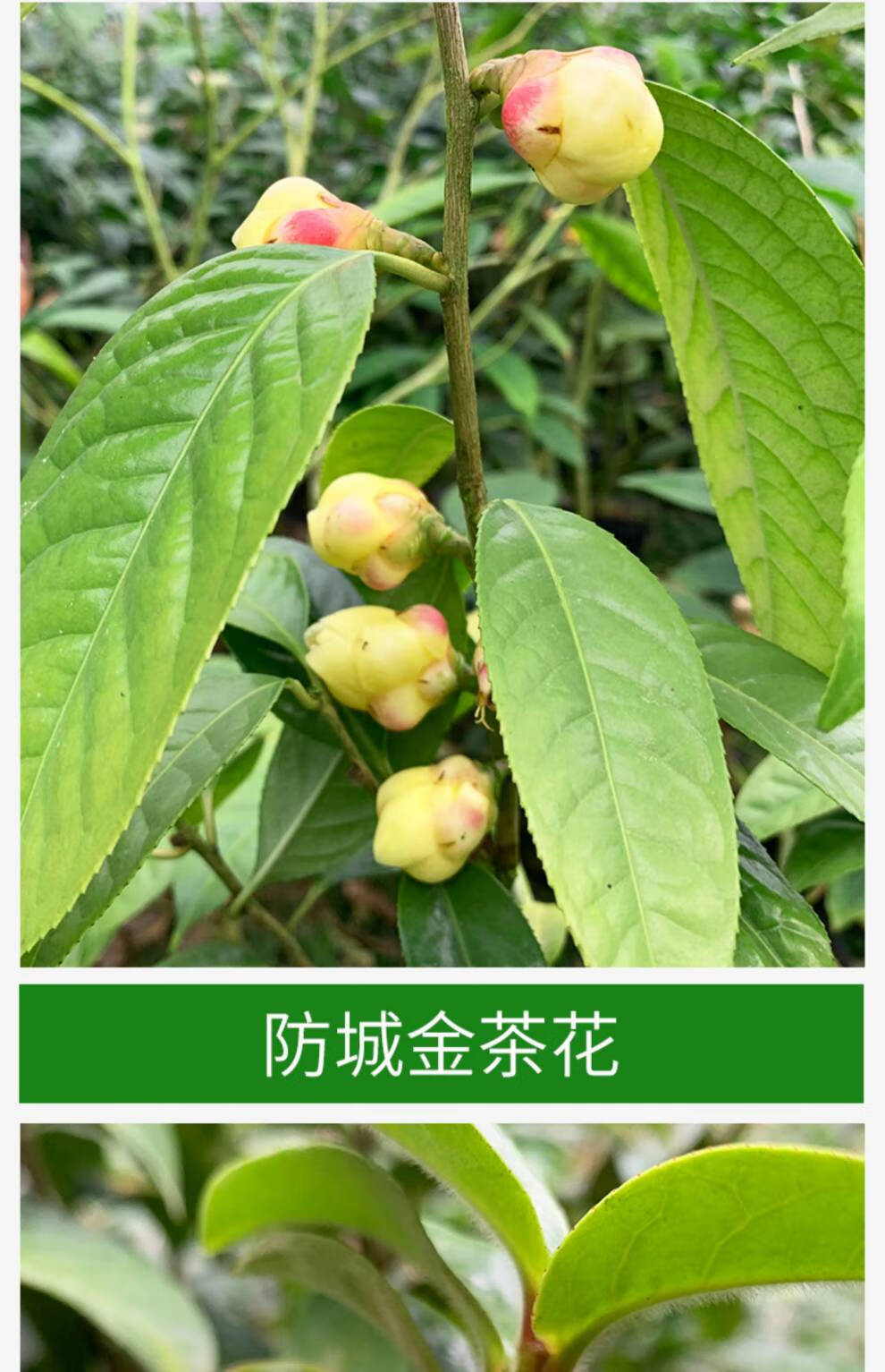 金花茶树苗系列 金花茶茶花树苗盆栽防城原生苗凹脉金花茶苗防普花卉