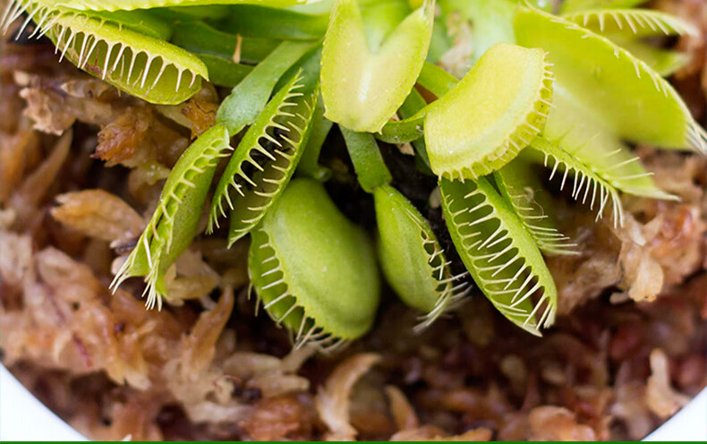 当日发货绿植 捕蝇草 食虫草 植物 捕虫草 驱蚊草盆栽苗 抓虫子 多肉