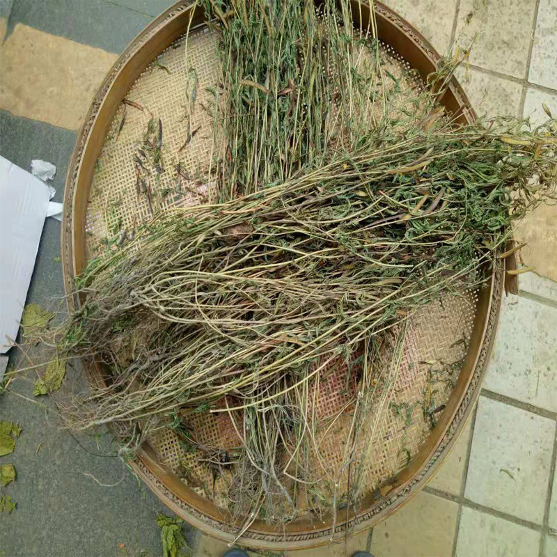 干货软肝草广西药材铁甲草坡扁白煲汤泡水益肝草野生可代打粉 500克