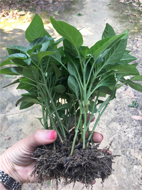 七彩辣椒苗可食用广西朝天椒小辣椒盆栽五彩椒四季结果小米辣盆景1