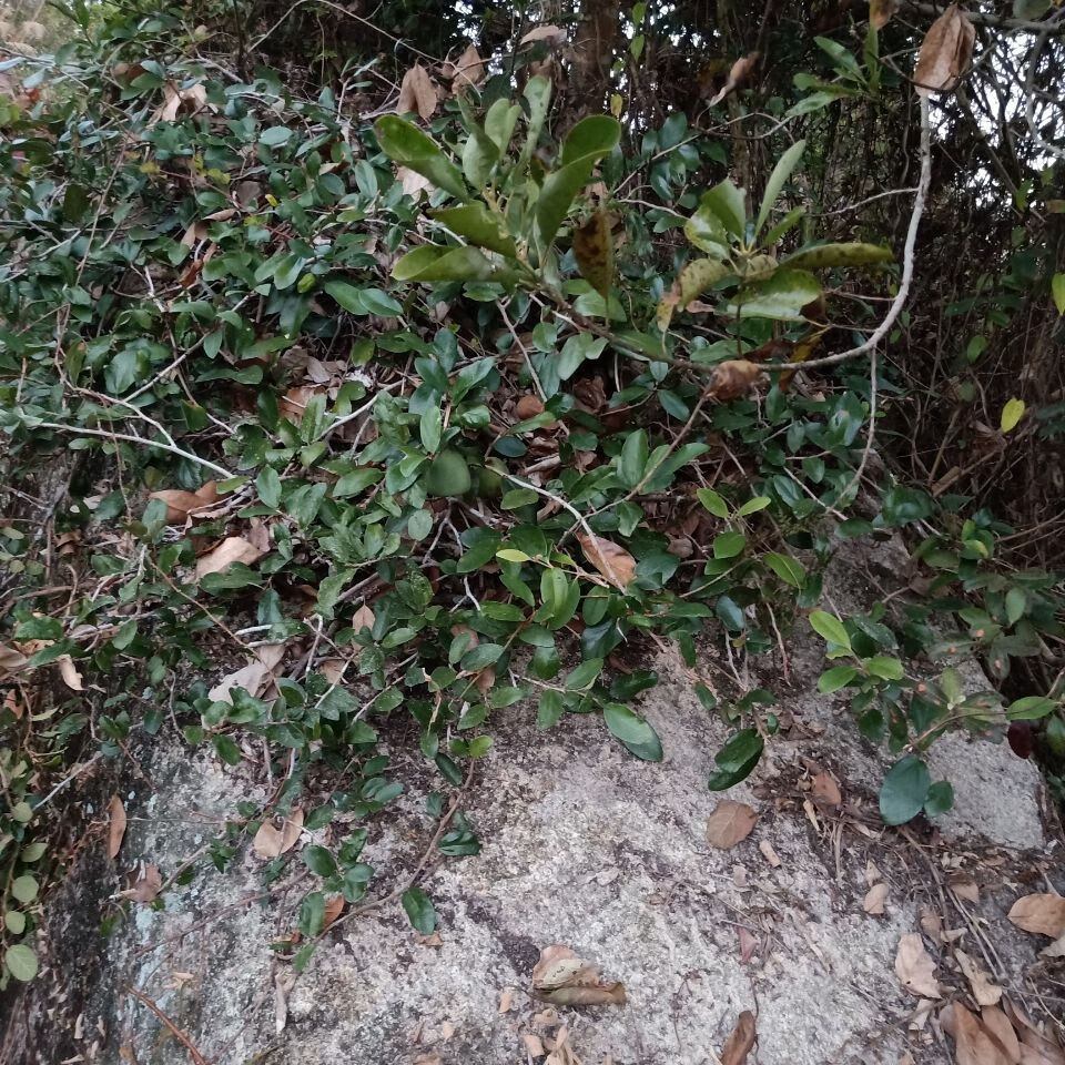 野生石壁薜荔藤奶母果鬼球木馒头木莲果薜荔果奶母果霹雳鬼球500g