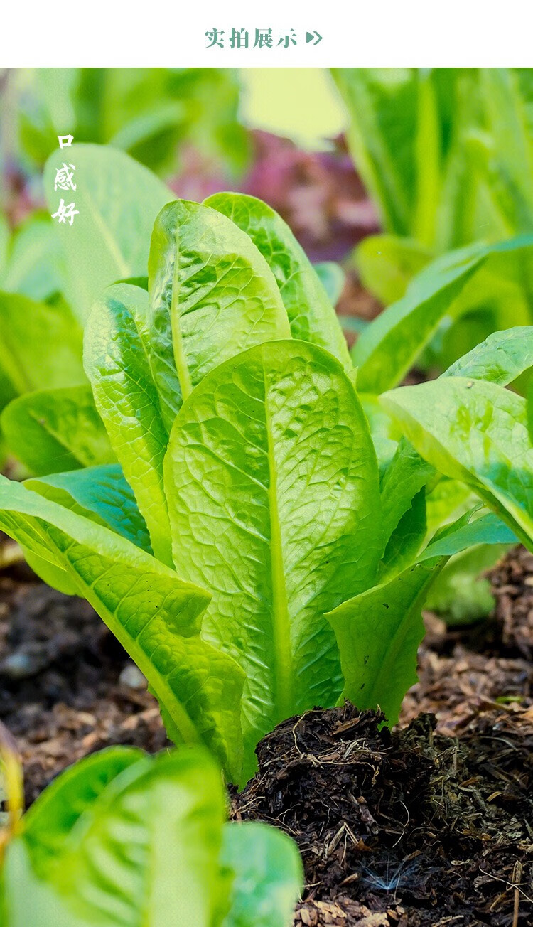 寿禾 孔雀菜种子绿叶紫叶沙拉蔬菜种籽 沙拉孔雀菜种子 10g【图片