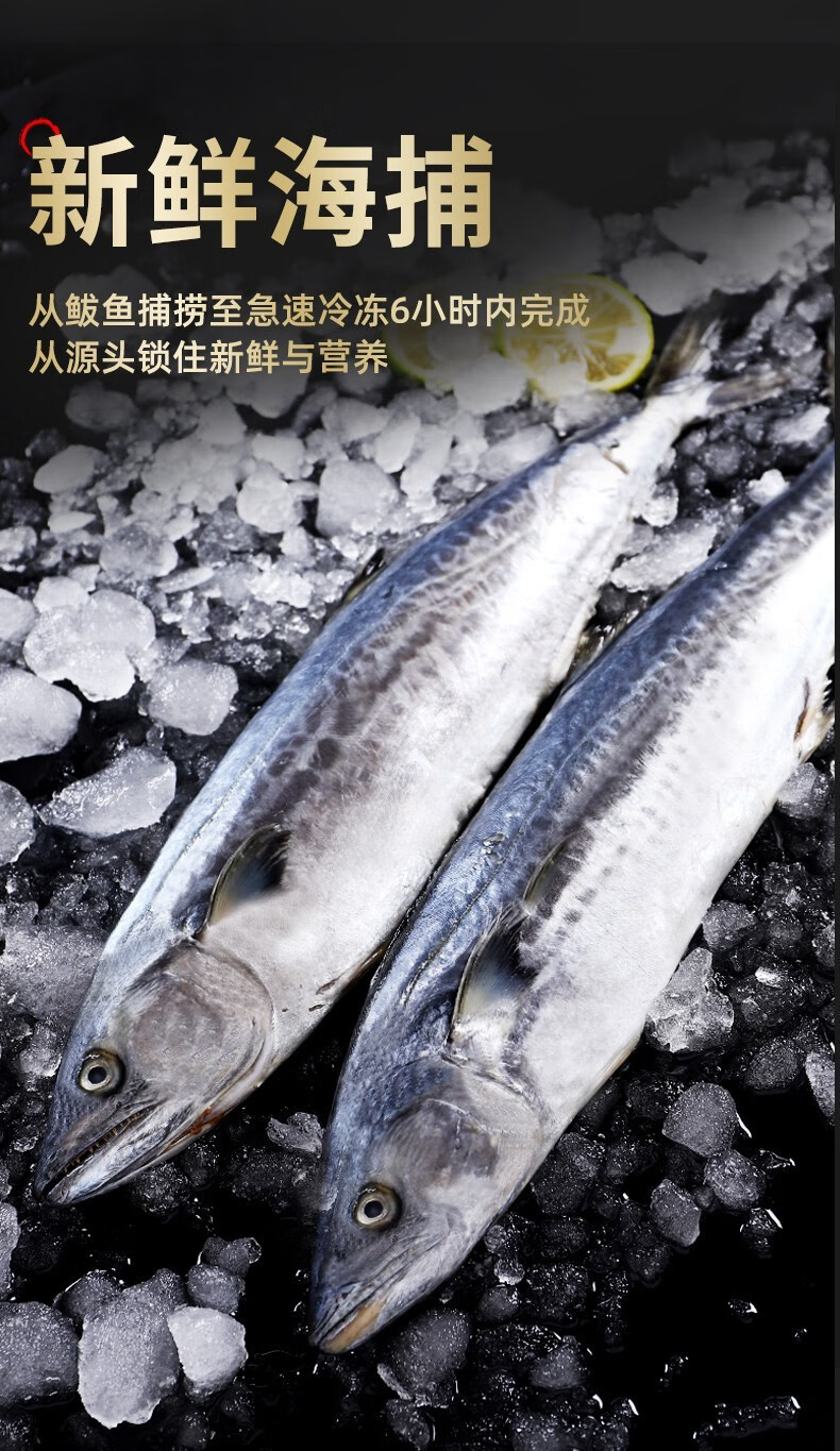 jd物流鲅鱼蓝点马鲛鱼鲜活海捕冷冻海鲜水产马鲛鱼新鲜青岛大鲅鱼团建