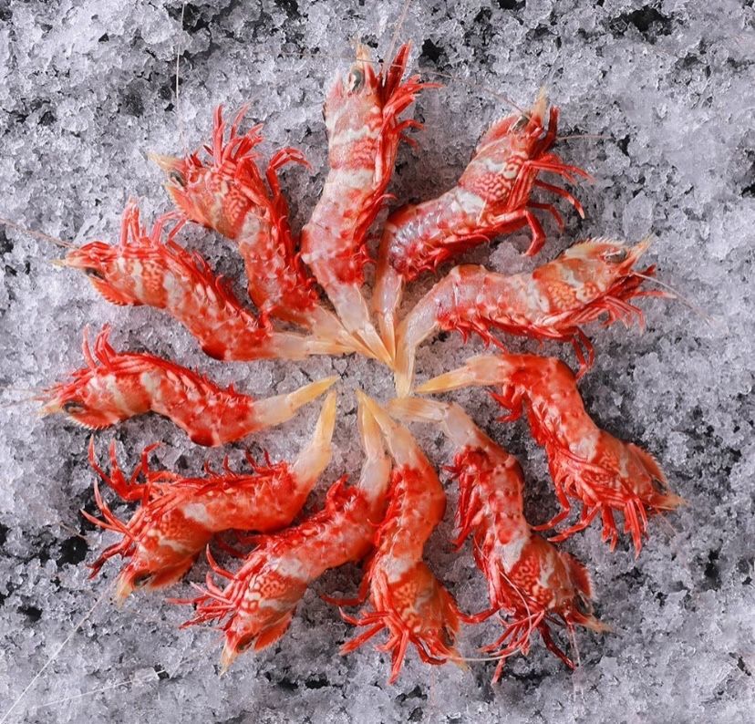鸡冠虾 500-1000g 刺身鸡冠虾 高脊赤虾/大头虾 海虾/虎虾/呛虾 海鲜