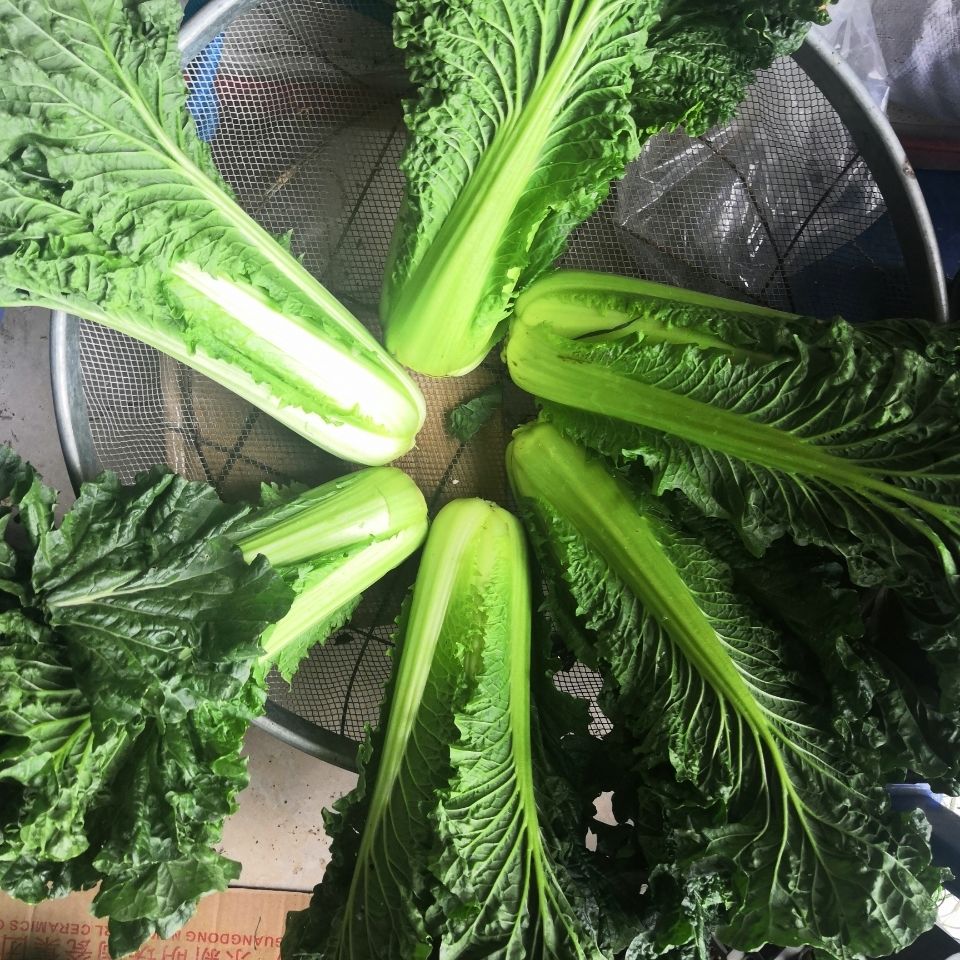 贵州农家自种白菜青口白大白菜菜苔口感甘甜新鲜蔬菜清脆5斤5斤路