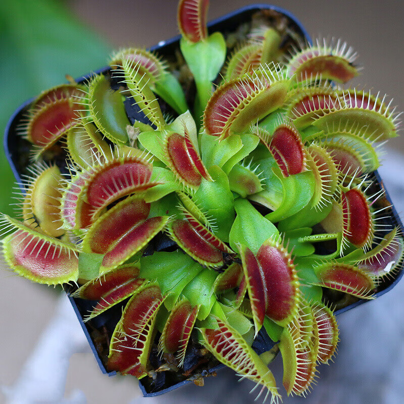 云仓食蝇草盆栽花草扑蝇草水培草草食人花吸植物盆栽捕蝇草z2 巨夹