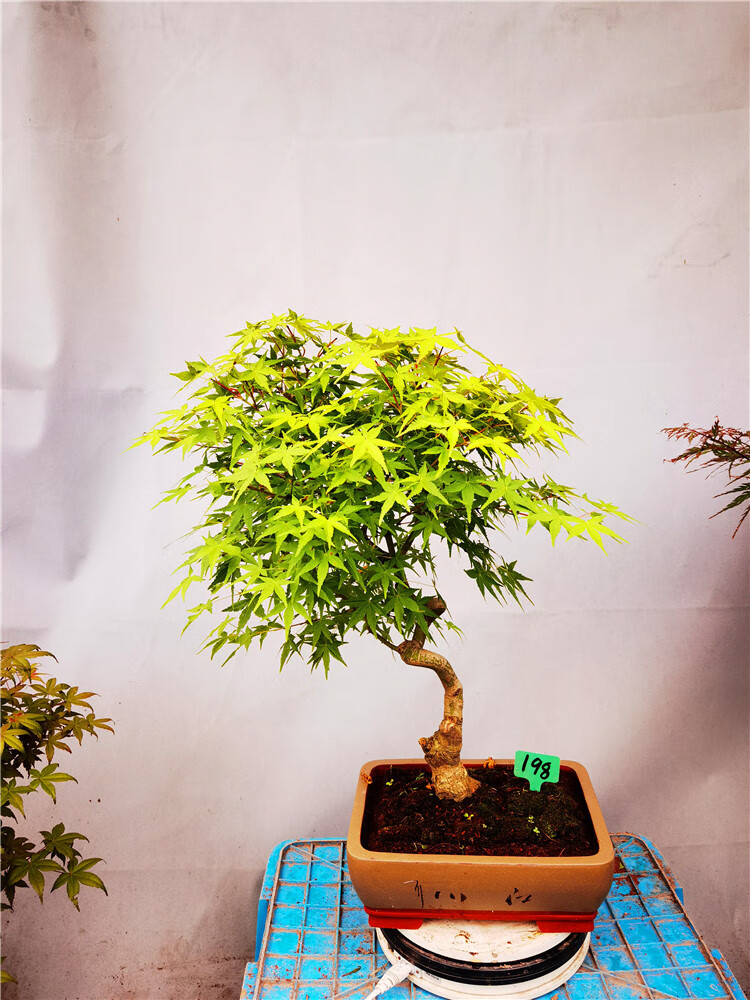 770号袖锦黄金枫盆景 带盆栽好【图片 价格 品牌 报价】-京东