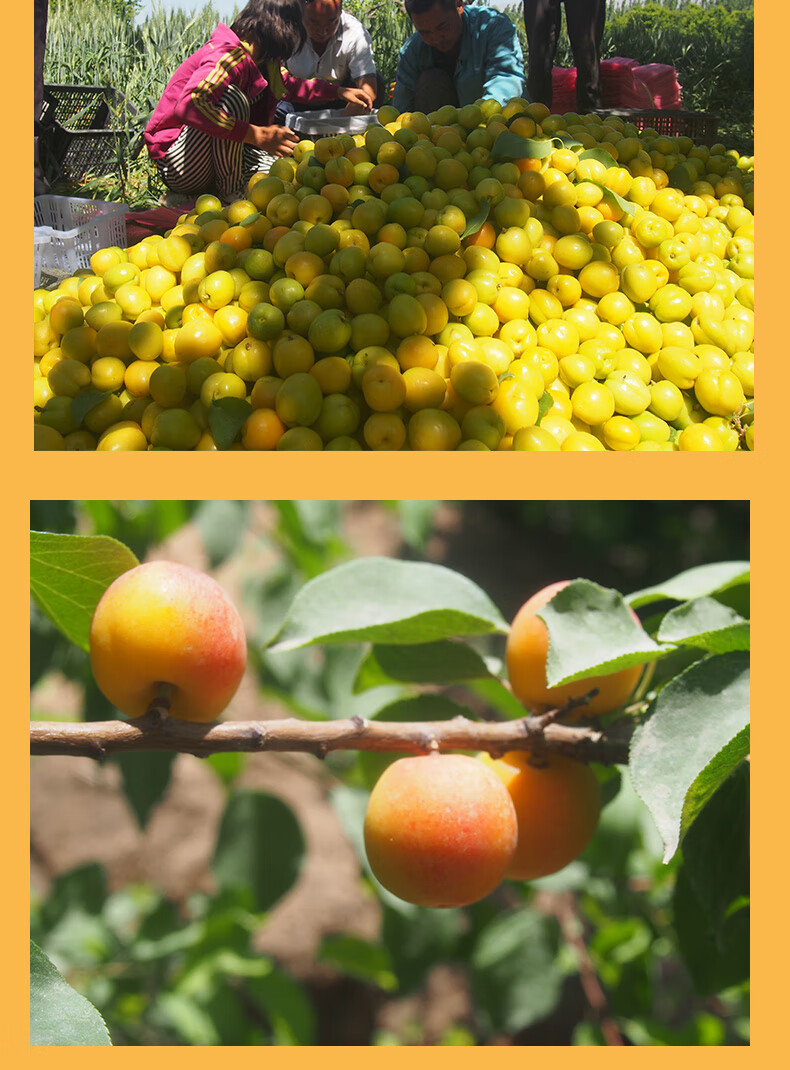 【现货顺丰空运】新疆小白杏 甜杏子 4斤当季库车轮台小白杏 4斤装