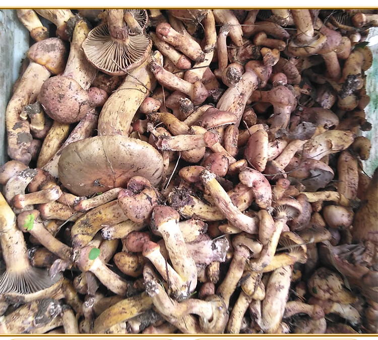 红蘑丁东北特产辽朝阳宁精品蘑菇自然晾晒干货肉蘑松树伞250g