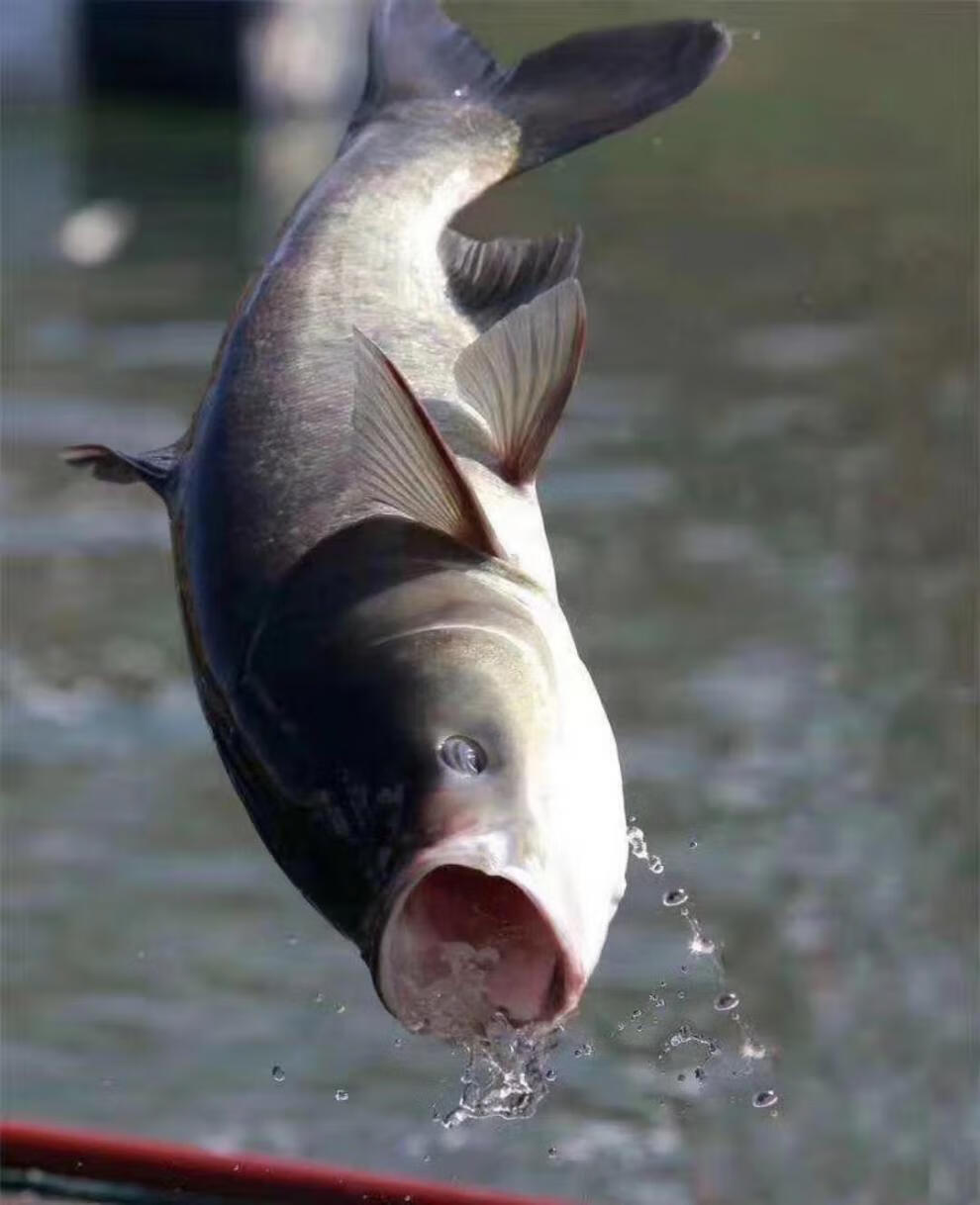 秋颖 淡水花鲢鱼苗大头鱼苗鳙鱼苗大头雄鱼苗胖头鱼苗