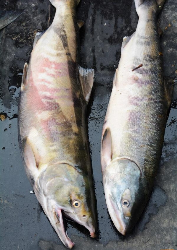lism黑龙江佳木斯抚远大马哈鱼鲜活冰冻大马哈鱼洄游江鱼捕捞1斤中通