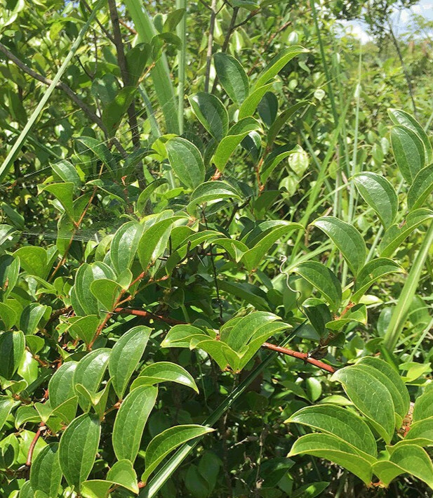 官方旗舰精选晒干菝葜根菝葜片菝葜干货纯菝葜金刚刺金刚藤500g图片色