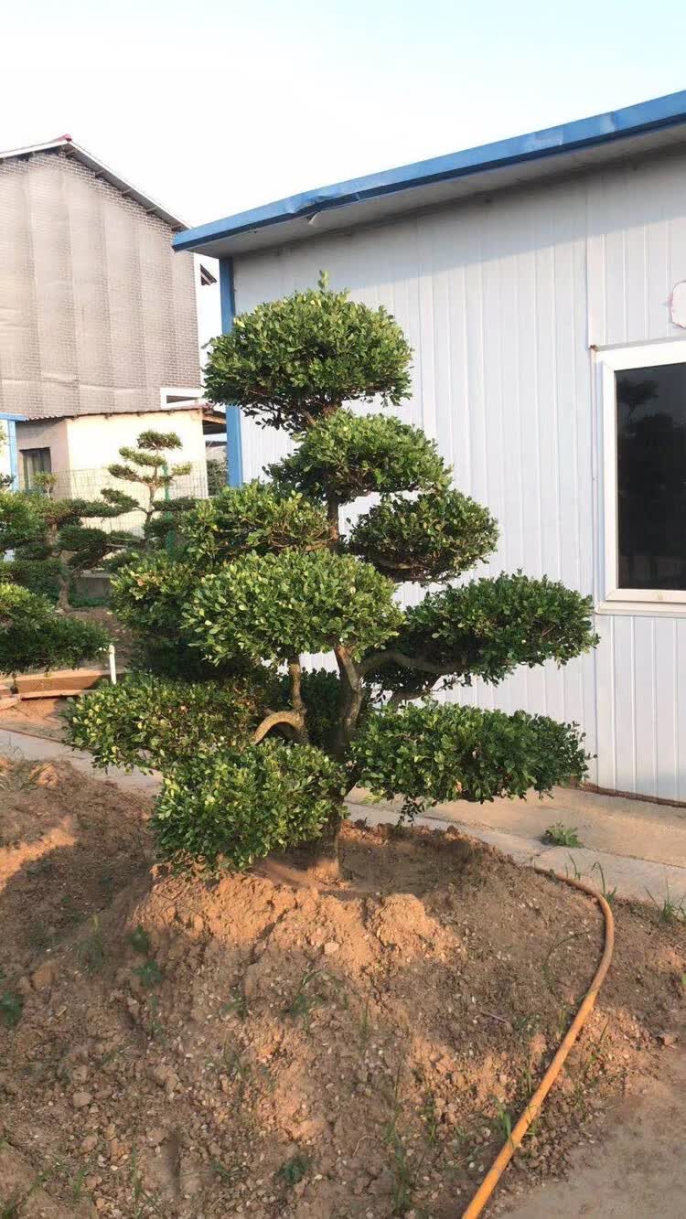 小叶黄杨黄杨造型盆景庭院别墅造型盆景植物一物一拍 50年黄杨一物一