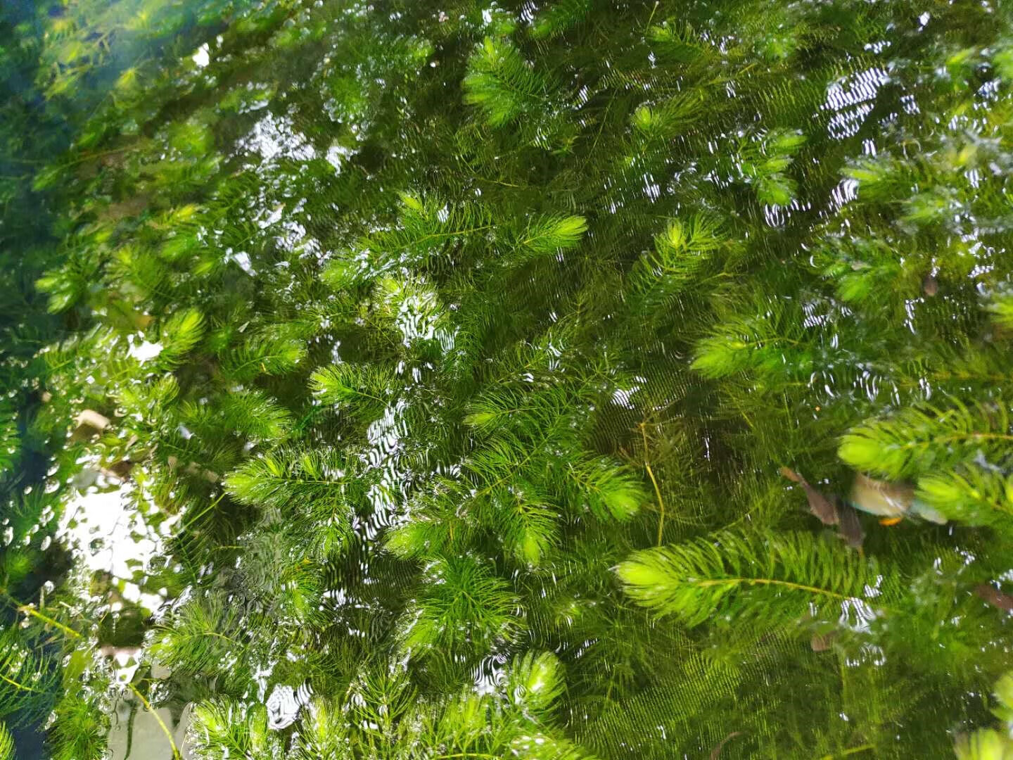 蜈蚣草水草套餐鱼缸造景装饰净水植物绿菊金鱼藻真草淡水前中后景