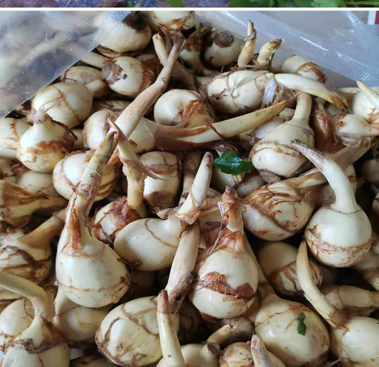 新鲜茨菇白茨菇现挖现发农家自种白茨菇粉糯茨菰白马蹄食三舍2斤装粉