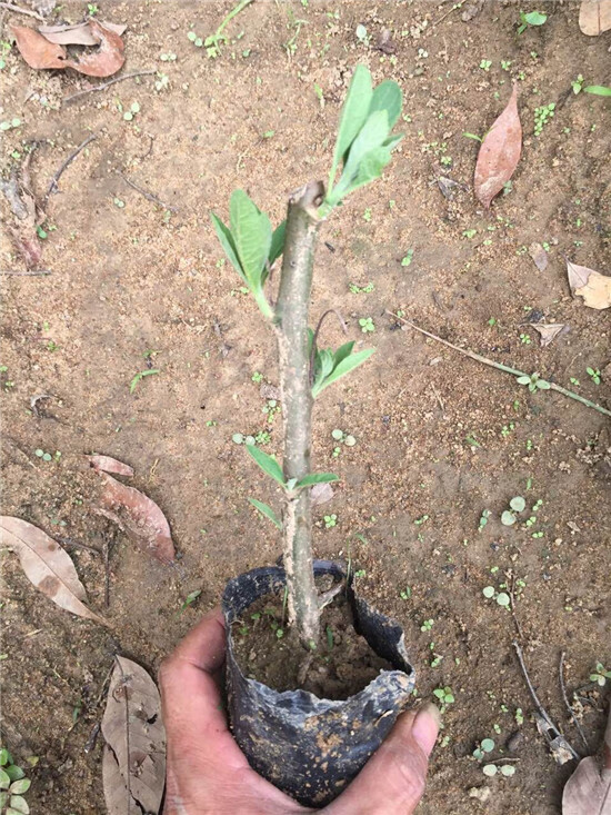 正宗马来西亚南非叶苗盆栽苦茶树苗盆景将军叶阳台绿色植物 南非叶4年