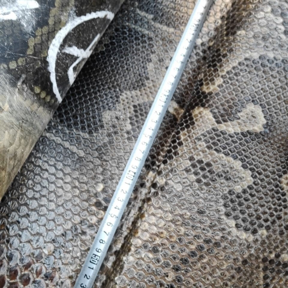 金花蟒皮长四米