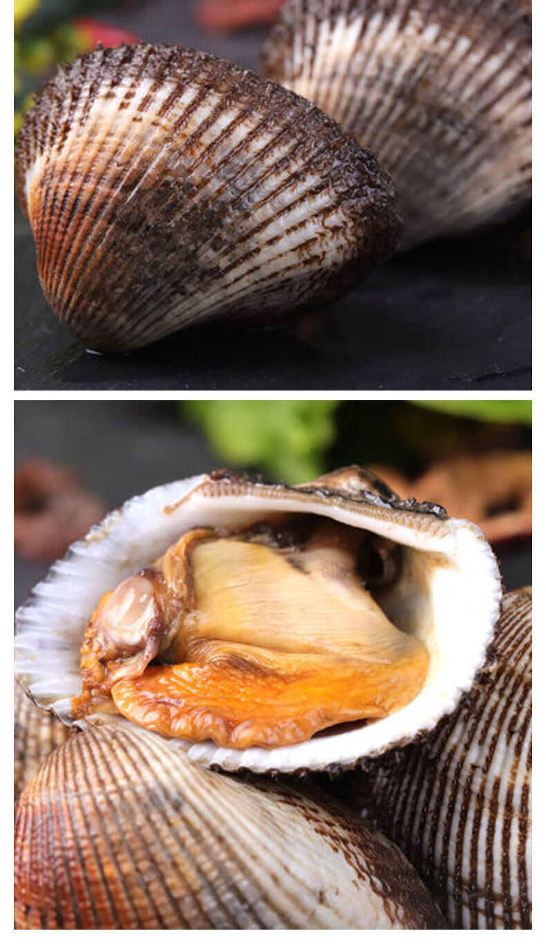 鲜活大毛蛤大毛蚬毛钳贝类赤贝血蛤银钳雪蛤海鲜水产新鲜 腾旺纳跃 买