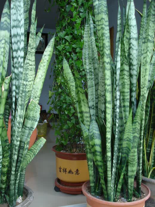 银脉虎皮兰虎皮兰盆栽花卉室内庭院多肉植物虎尾兰z26棵50厘米高不含