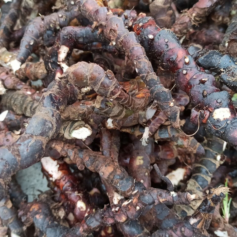 jd优选深山野生石菖蒲纯根老菖蒲根月子洗澡洗头正宗山菖蒲老根水剑草