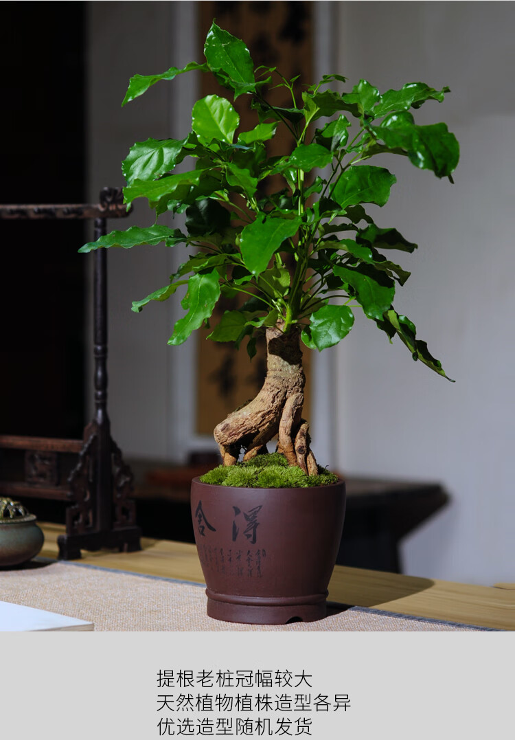花姬绿宝树室内造型常青提根桌面小型盆栽办公桌书房盆景四季耐阴老桩