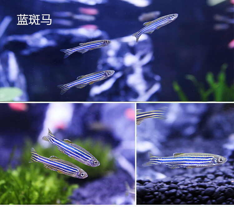 斑马鱼活体小型好养耐活鱼淡水练手鱼下崽狂魔鱼冷水小鱼活观赏鱼黄色