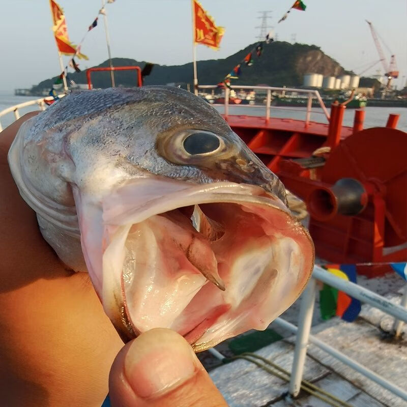 海鲈鱼冰冻生鲜鱼类冷冻海鱼海卢鱼整条七星鲈鱼鲜活新鲜卢鱼 腾旺纳