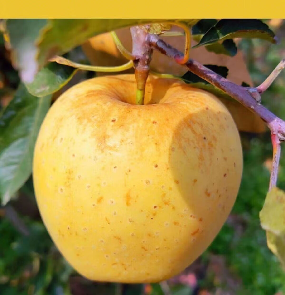 山东维纳斯苹果 维纳斯黄金苹果日本原种金星苹果 4.