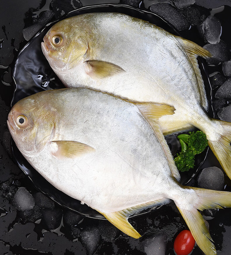金鲳鱼新鲜冷冻鲜活速冻海鲜水产银鲳鱼平鱼鲳鱼金昌鱼深海鱼白鲳