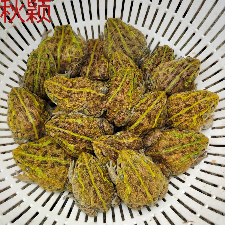 秋颖 非洲牛蛙非牛苗巨型牛蛙宠物蛙爬宠非洲牛蛙苗子 包公随机发 五