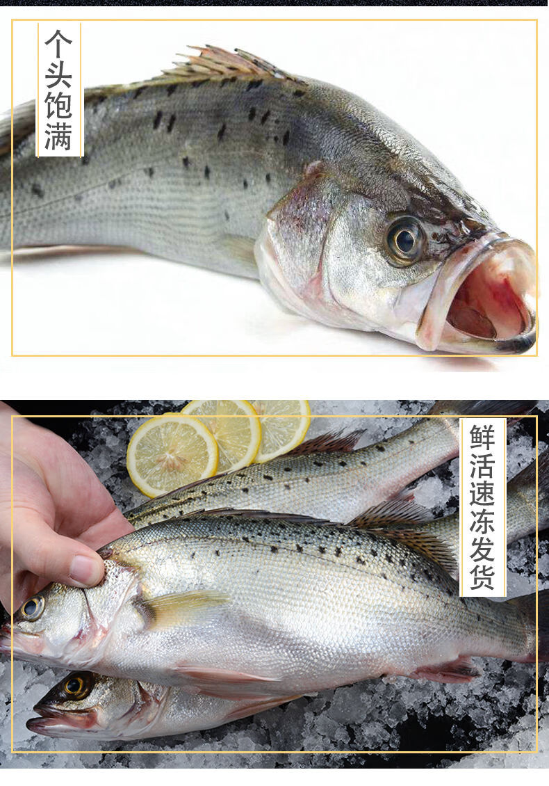 棠鲜生新鲜鲈鱼海鱼水产海鲜深海鲈鱼花鲈鱼清蒸红烧鲜冻大鲈鱼三条