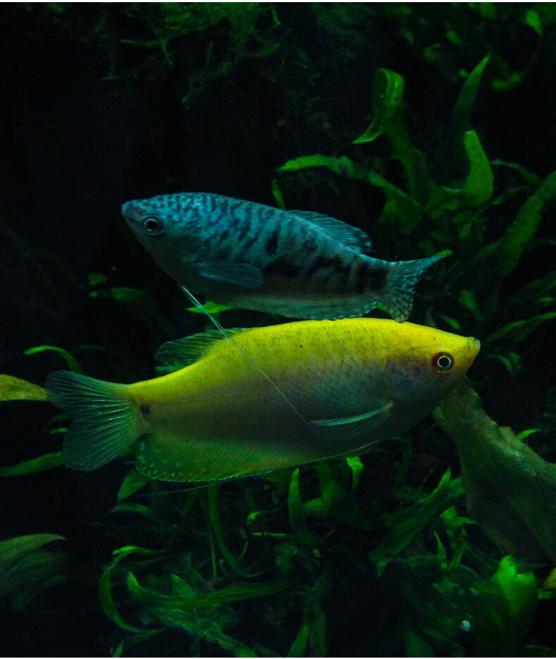 zxc吃蛋虫曼龙鱼活体中小型鱼热带观赏鱼淡水鱼练手鱼金鱼耐活不打氧