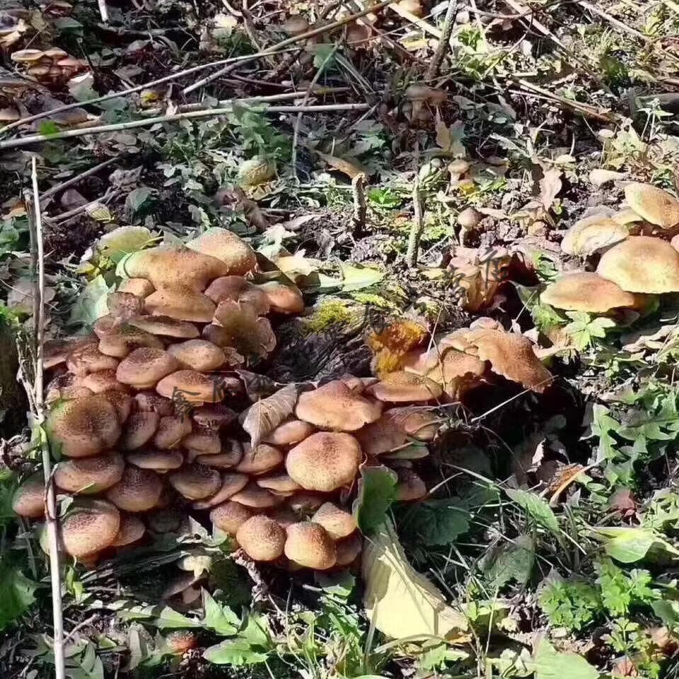 东北野榛蘑干货去根小鸡炖蘑菇山蘑菇新货榛蘑产地秋野榛蘑250g半斤