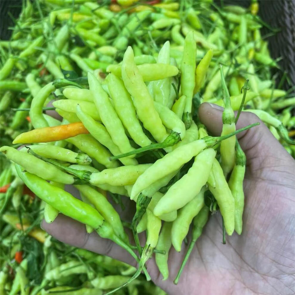 芬岚 云南特产新鲜小米辣青黄白辣椒临沧农家朝天椒小辣子泡椒 250g