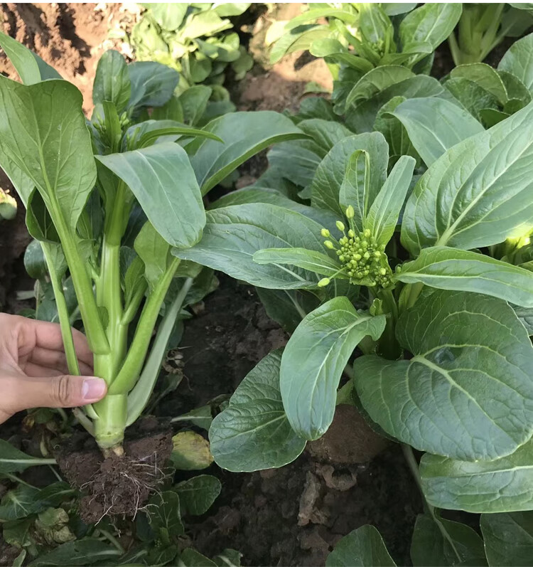 和利农正源矮脚45天菜心种子广东农家菜芯种籽南方蔬菜孑青菜四季和利