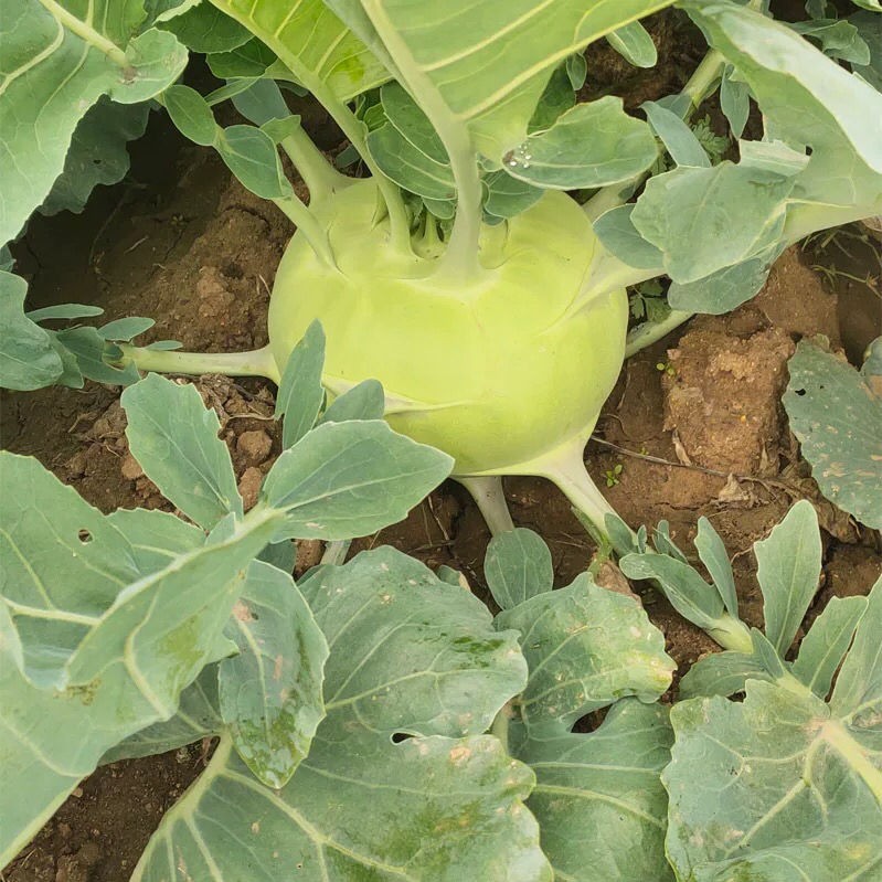 jd物流新鲜蔬菜苤蓝撇了疙瘩菜芥菜头泡菜5810斤现发生鲜团建过年送礼