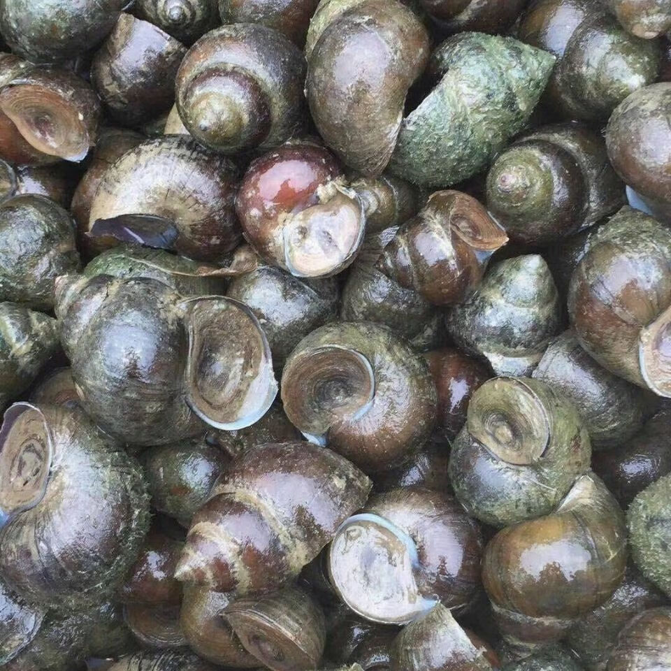 脆螺钓鱼新鲜薄壳活体钓青鱼活体田螺鱼饵黑鲩乌青打窝石螺打窝石螺4