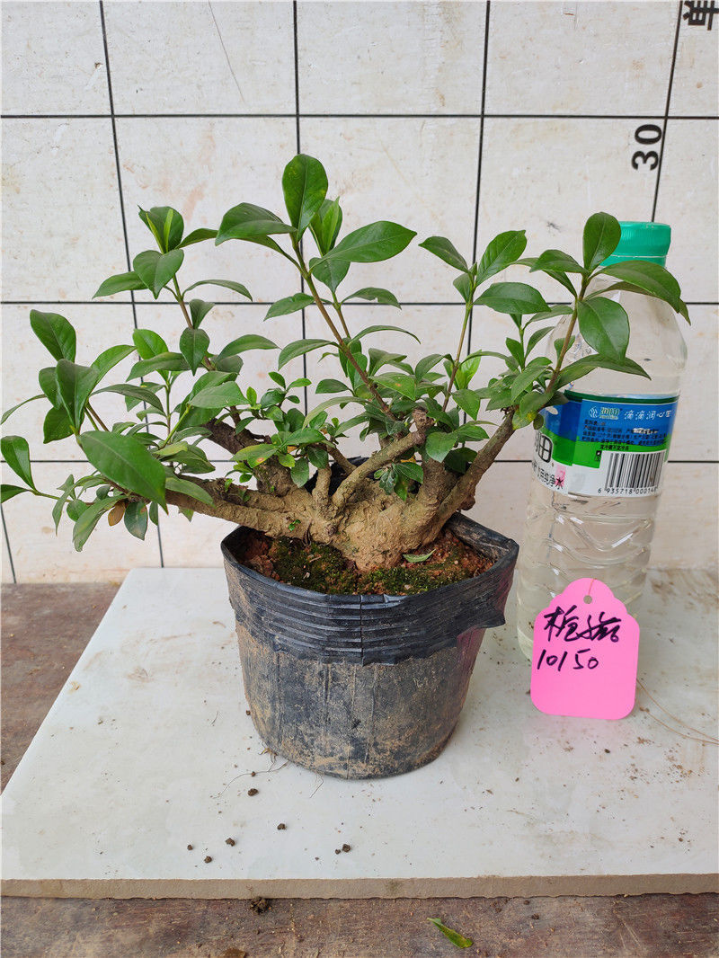 物鲜仙子栀子花盆景树桩山栀子盆栽开花结果植物四季常青好养小老桩黄