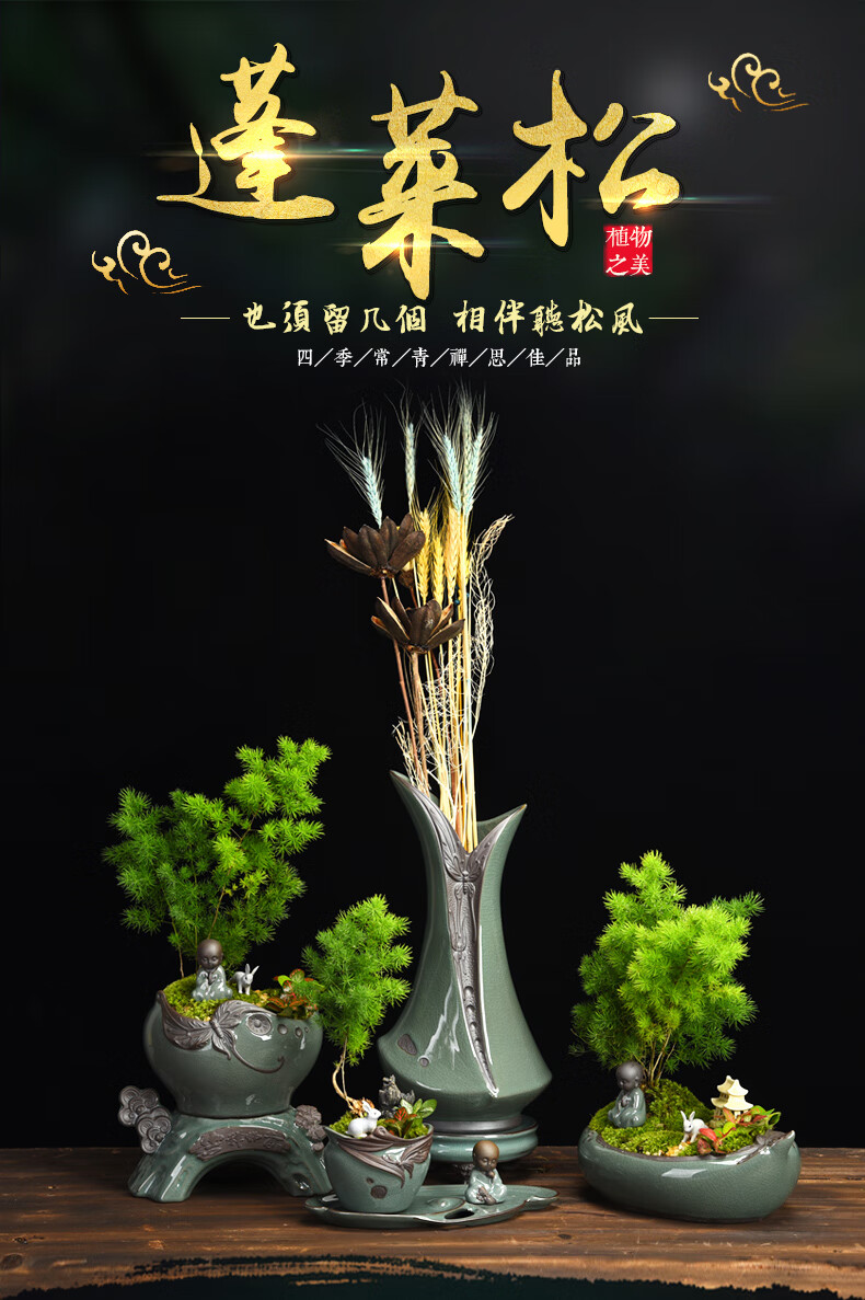 蓬莱松盆栽生肖猴绿植室内花客厅花卉大花草办公室小盆景植物虎雀aa