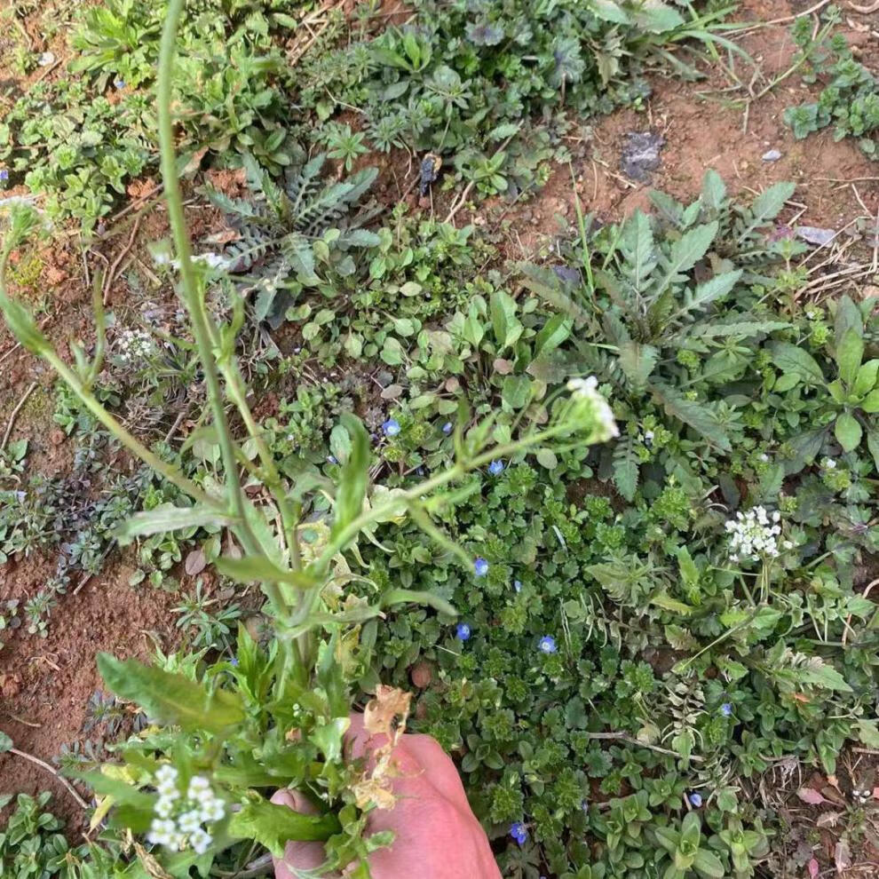 fghch 湖北农村老奶奶现挖新鲜荠菜花地菜花芨芨菜花泡水煮鸡蛋 荠菜