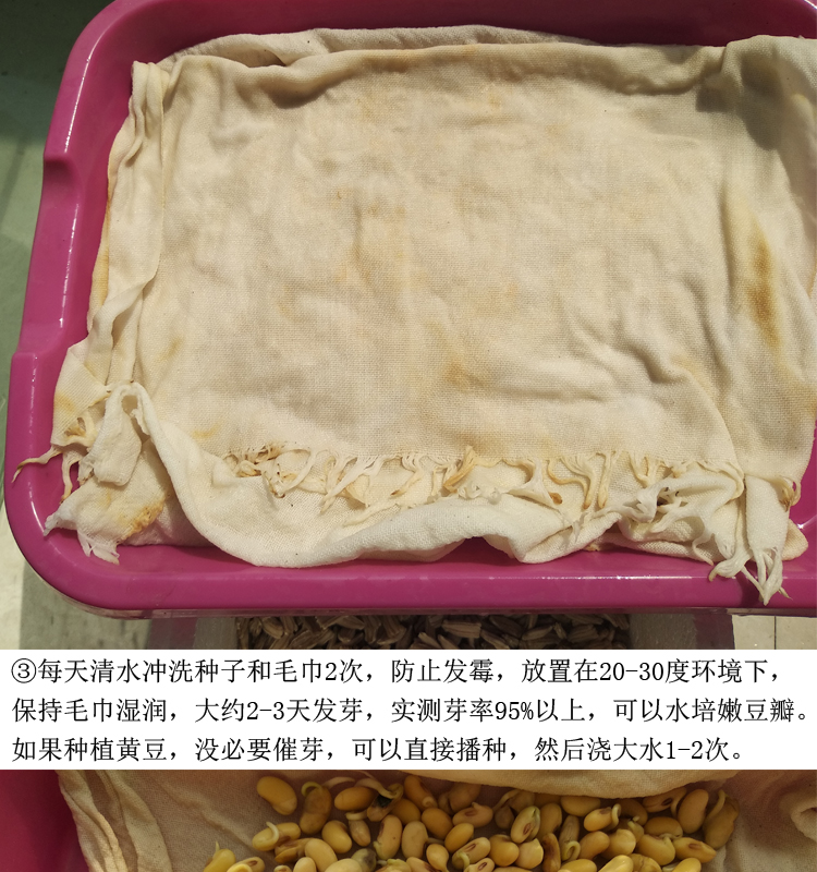 黄豆种子农家春季夏季播种黄豆种籽菏豆33菜种籽豆种孑 【菏豆33黄豆