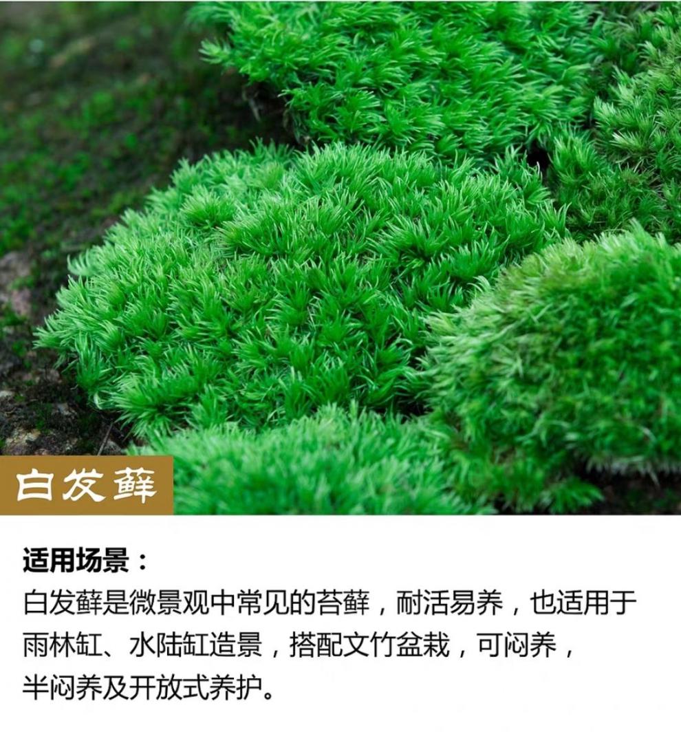 【现货直发】朵朵藓白发藓短绒藓苔藓批发鲜活苔藓青苔花卉盆栽铺面微