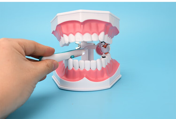 牙齿模型幼儿园早教刷牙模具标准两倍假牙科儿童宝宝口腔教学道具 2倍
