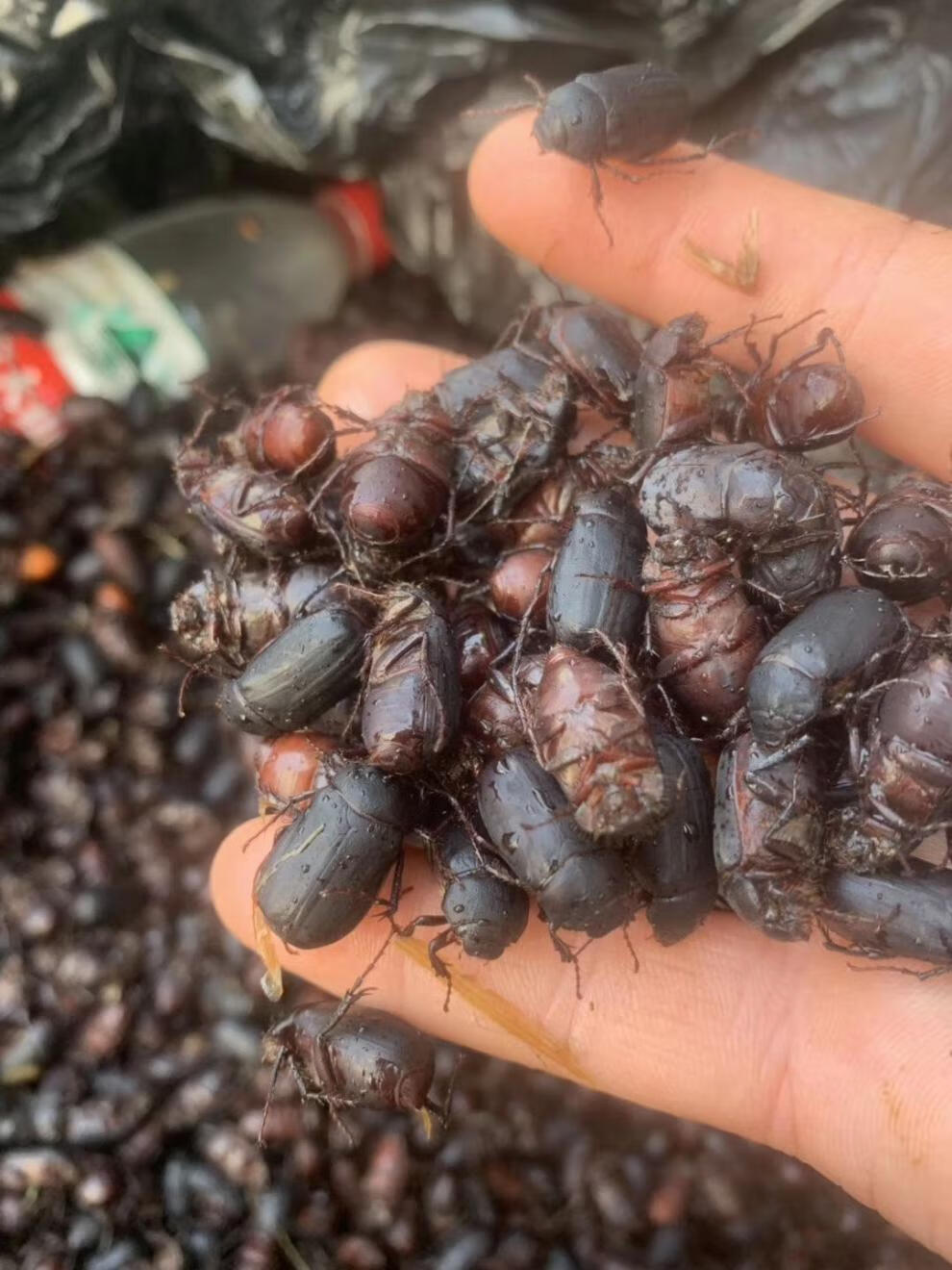 活体新鲜金龟黑瞎撞子瞎碰食用昆虫油炸烧烤生活体 2斤【图片 价格