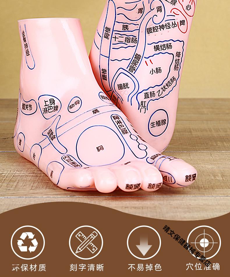 足部按摩模型人体穴位图脚丫足底反射区脚底经络足疗工具家用器材小号