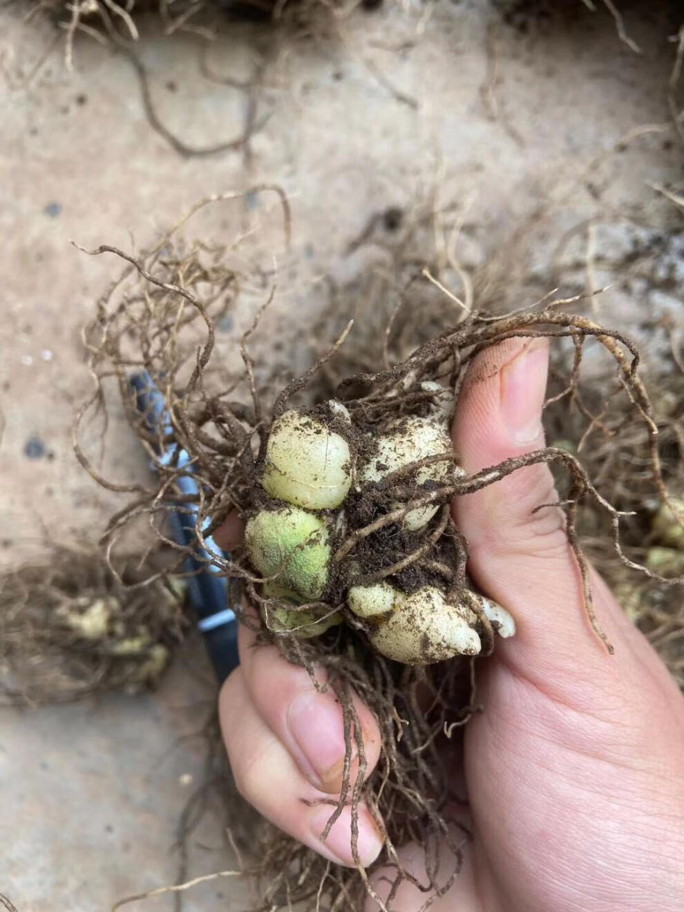 正宗 黄精种子种苗 红花黄精 多花黄精 红花滇黄精种子种苗 红花滇