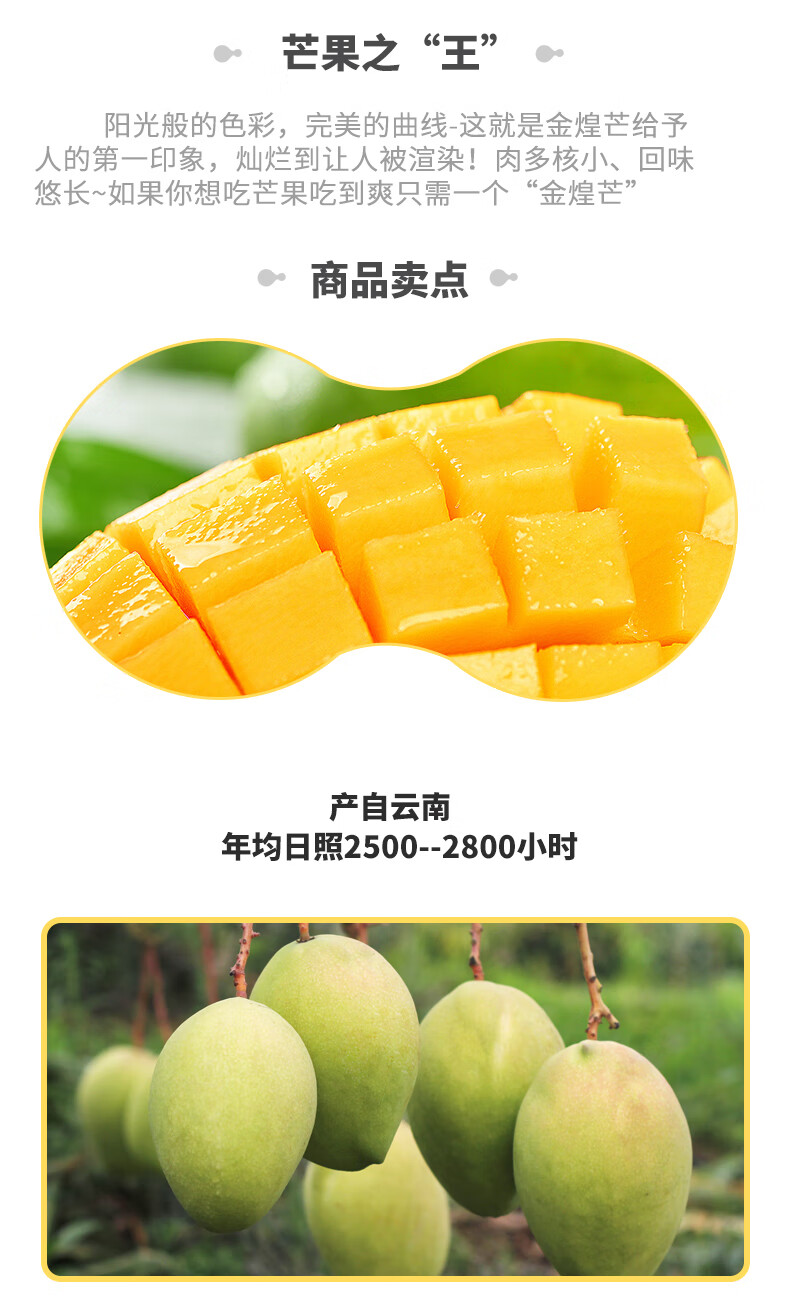 海南金煌芒新鲜当季水果5斤青芒果实肥厚滋味甘甜醇香鲜甜果肉