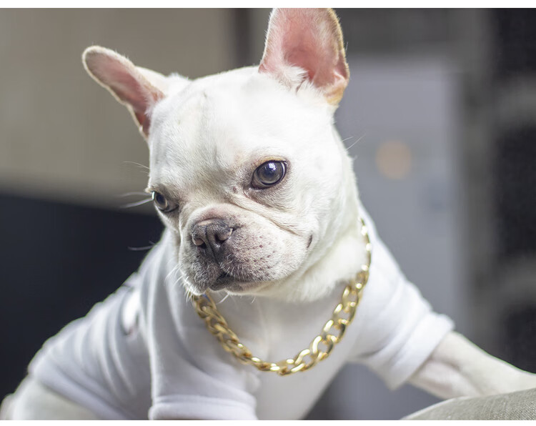 法斗狗狗大金链子斗牛犬潮牌英斗恶霸金属项链项圈小中型霸气饰品