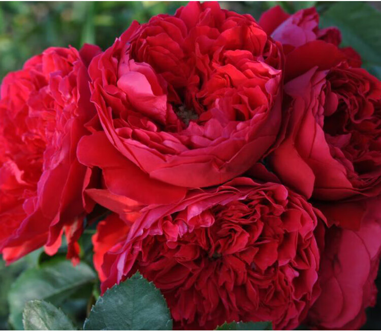 欧月佛罗伦萨蒂娜月季花苗德国月季玫瑰四季开花不断庭院藤本植物 蒂