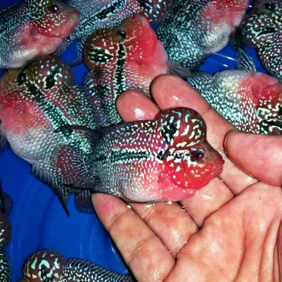 罗汉鱼罗汉鱼苗活体起头爆头鸿运泰国纹红满银火凤凰观赏鱼 5-7cm已起